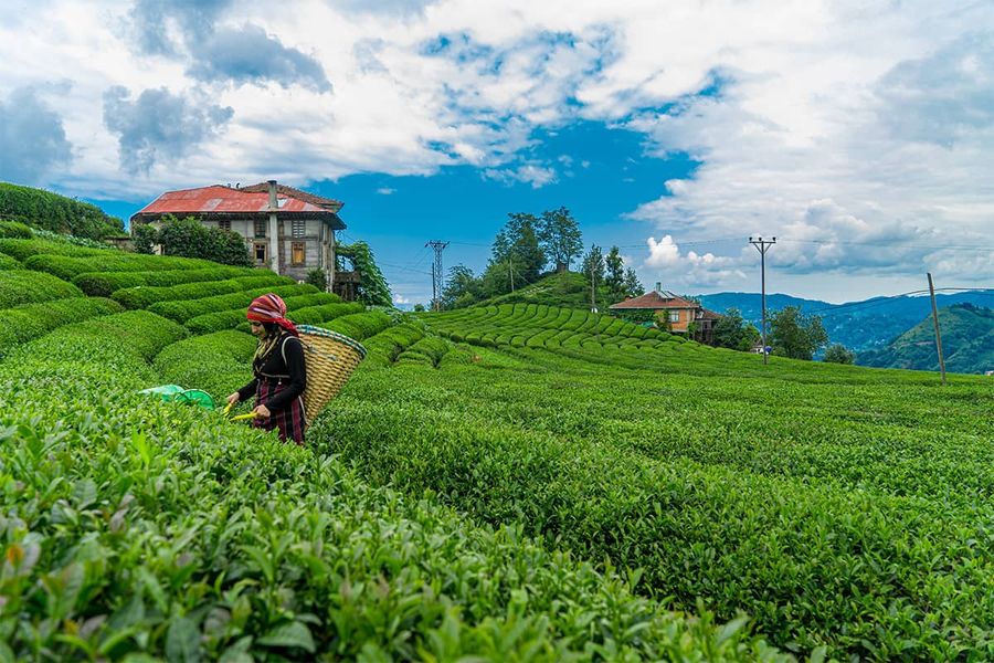 Blog Image - Tea as a Symbol of Common Life and Culture in Anatolia