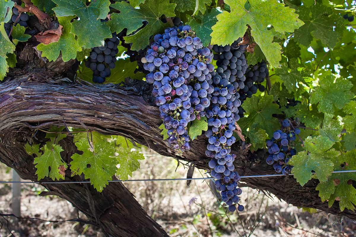 Blog Image - Rediscovering Türkiye's Aegean Vineyard Routes