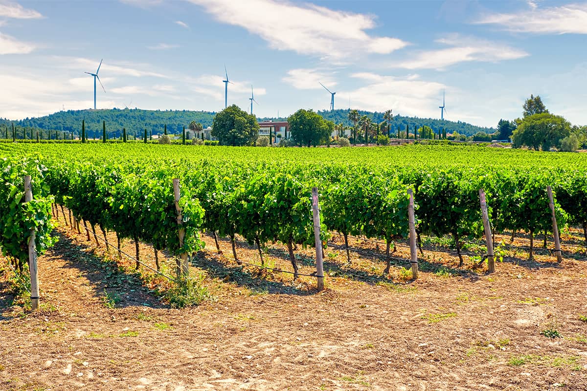 Blog Image - Rediscovering Türkiye's Aegean Vineyard Routes