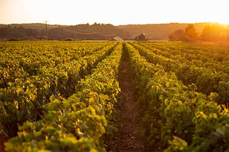 Rediscovering Türkiye's Aegean Vineyard Routes
