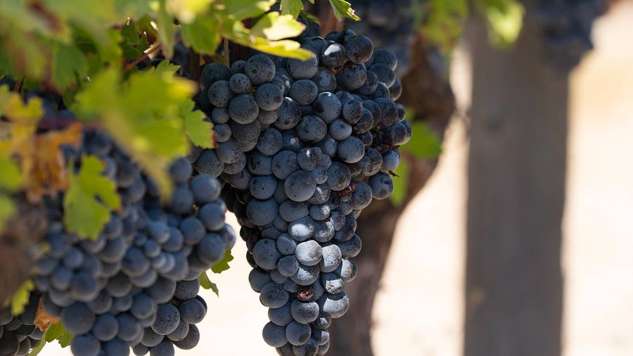 Turkish Wines