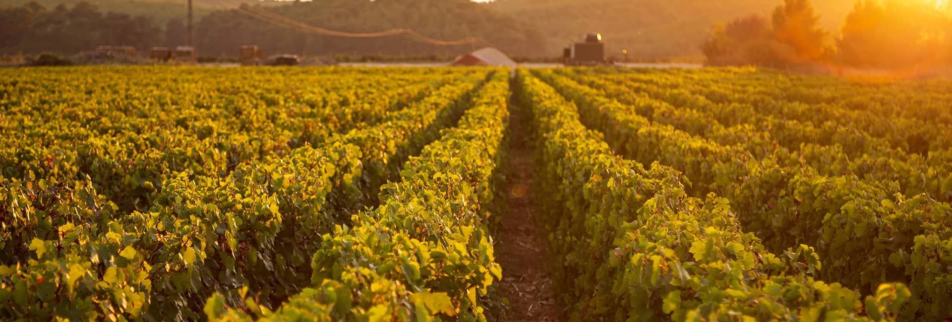 Hero Image - Rediscovering Türkiye's Aegean Vineyard Routes