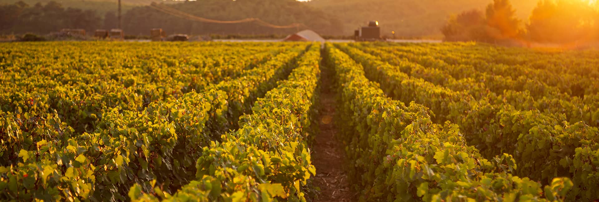 Hero Image - Rediscovering Türkiye's Aegean Vineyard Routes