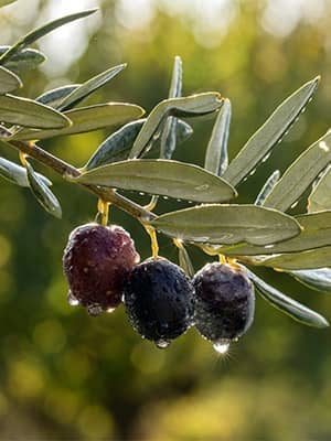 Olive Tree Route