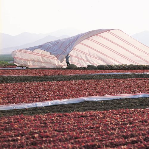 دشت خضر