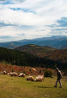 Paşakonağı Yaylası