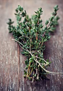 Thymian