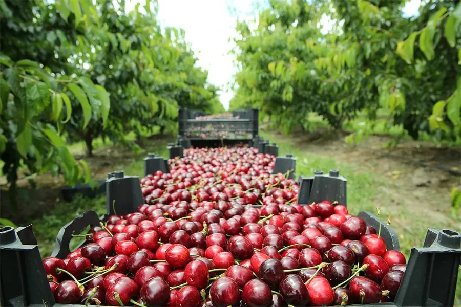 Blog Image - Tekirdağ Cherry Festival