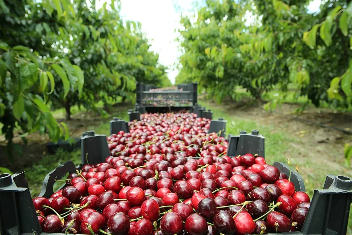 Blog Image - Tekirdağ Cherry Festival