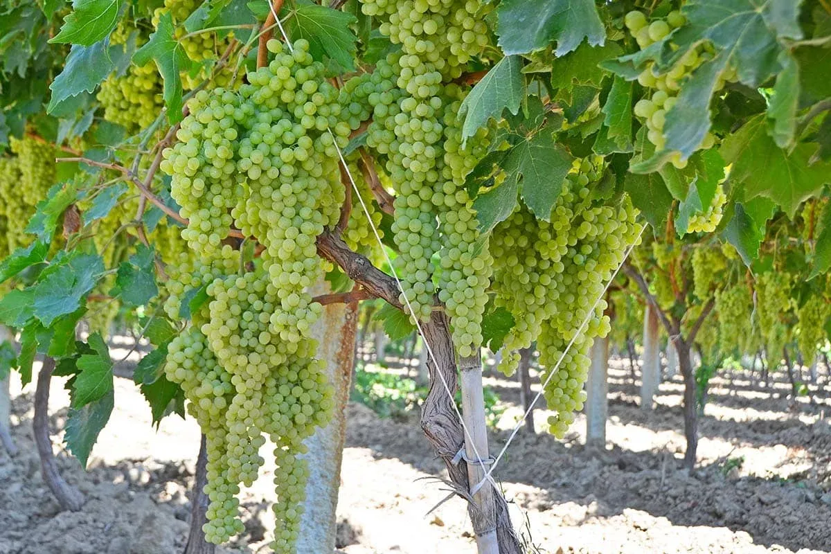 Blog Image - 3. Denizli Grape Harvest Festival