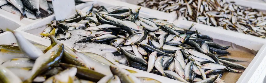 Hero Image - 5 Most Popular Fish in Turkish Cuisine