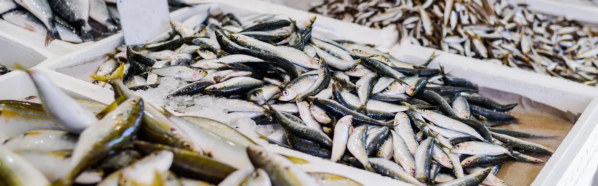 Hero Image - 5 Most Popular Fish in Turkish Cuisine