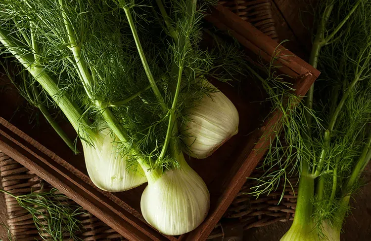Blog Image - Arapsaci - Fennel