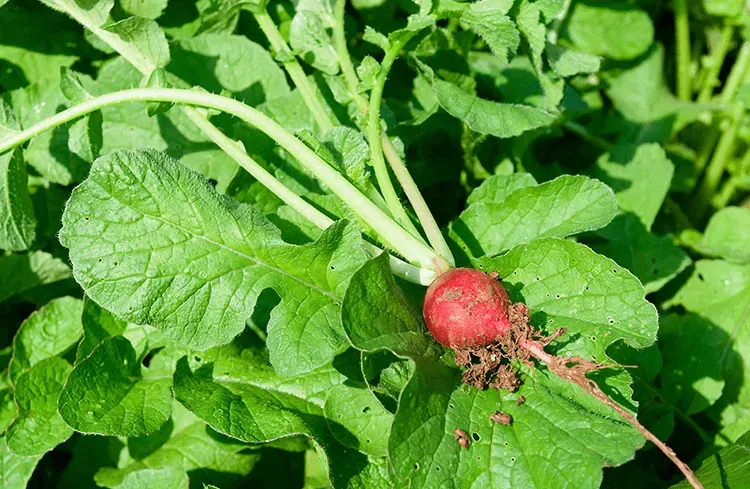 Blog Image - Turp Otu - Radish Leaves