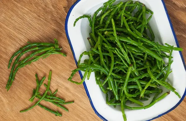 Blog Image - Deniz Borulcesi - Samphire
