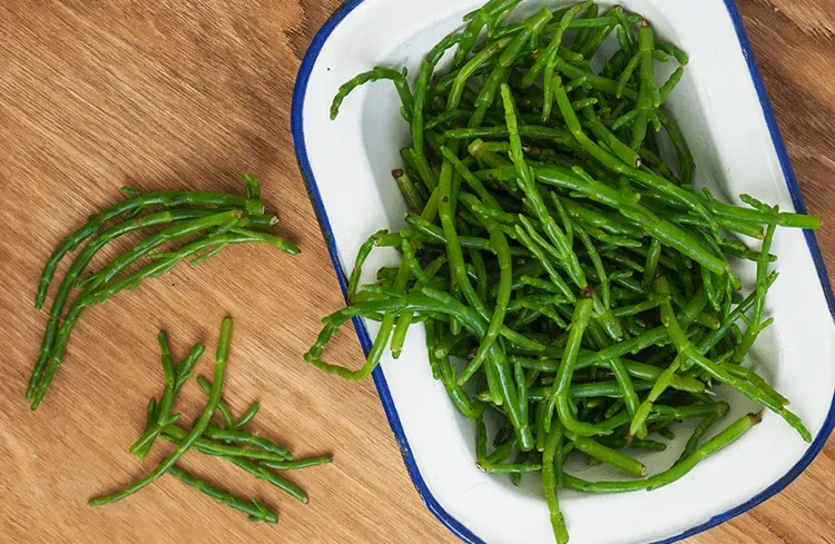 Blog Image - Deniz Borulcesi - Samphire