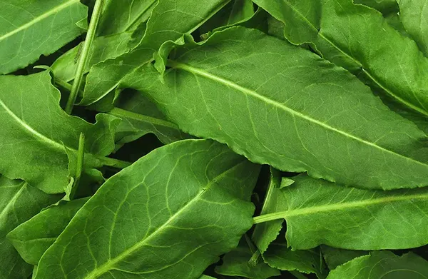 Blog Image - Kuzu Kulagi - Green Sorrel