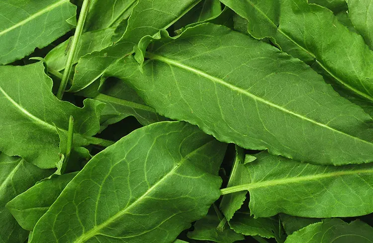 Blog Image - Kuzu Kulagi - Green Sorrel