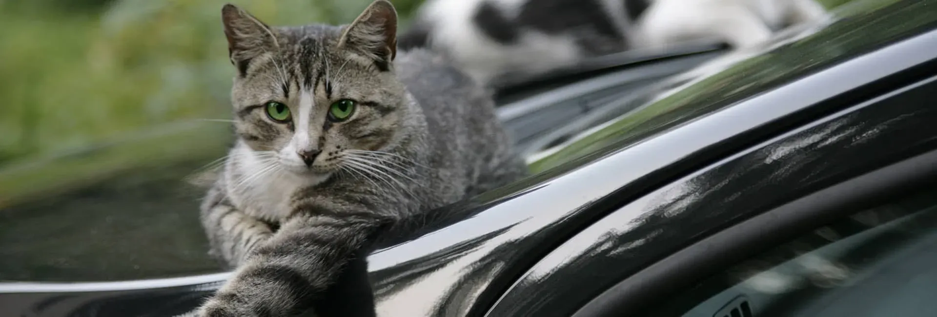 Hero Image - All You Need to Know about İstanbul's Friendly Cats