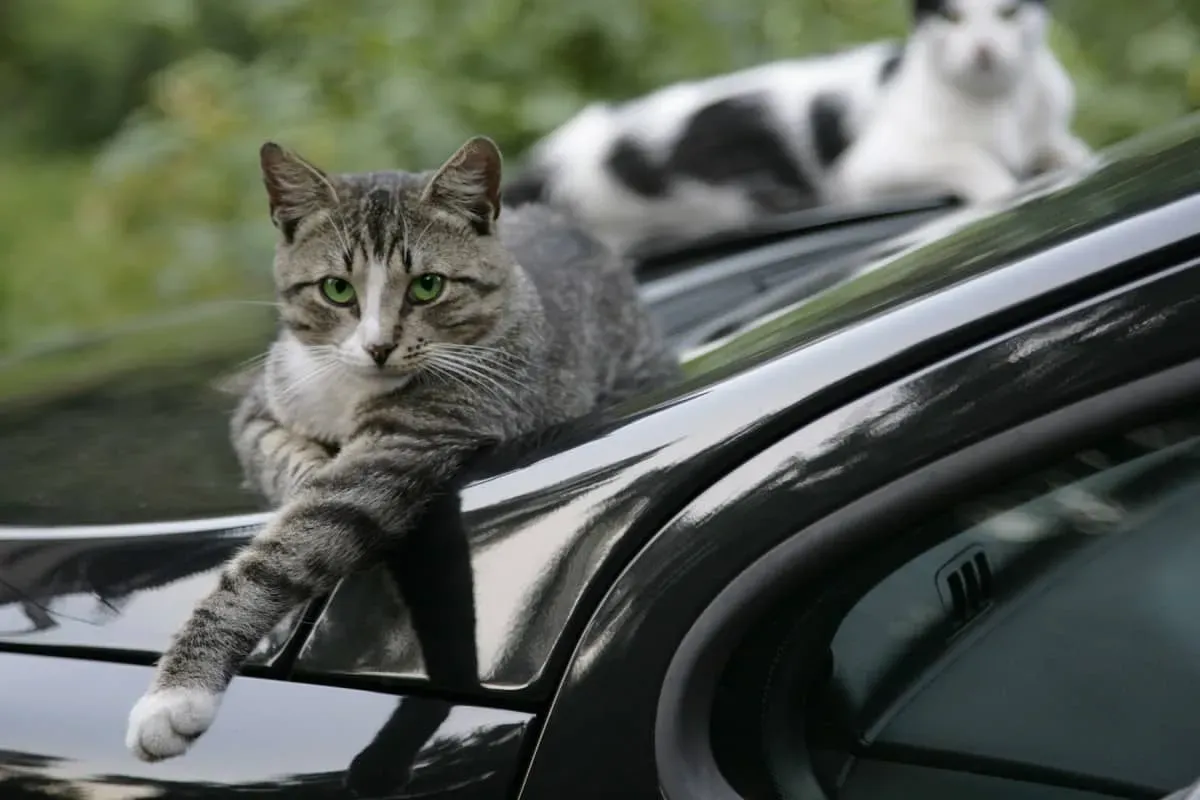 Blog Image - All You Need to Know about İstanbul's Friendly Cats
