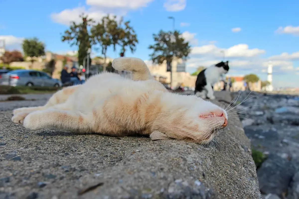 Blog Image - Most Cat-Friendly City