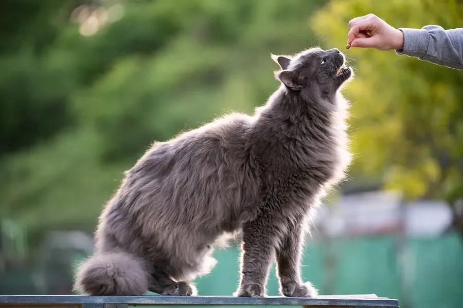 Blog Image - Caretaker of Street Cats: Mancacı