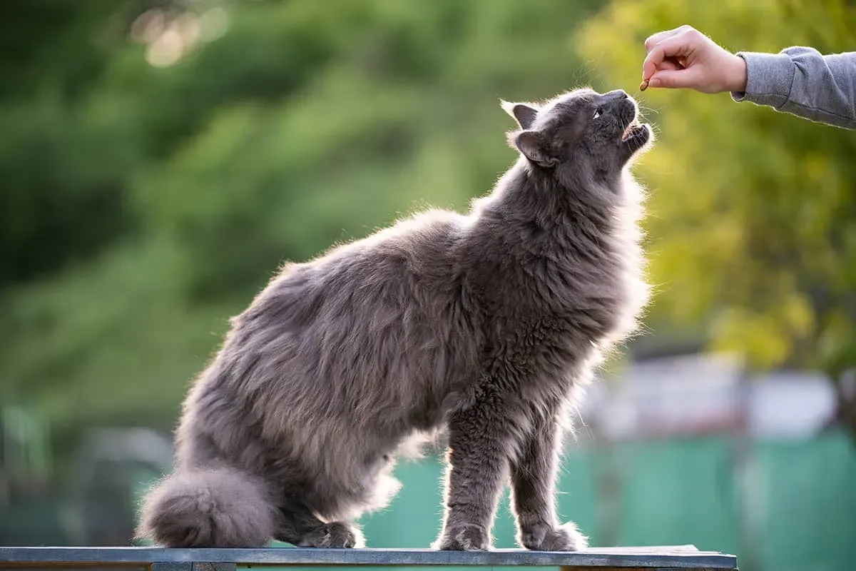 Blog Image - Caretaker of Street Cats: Mancacı