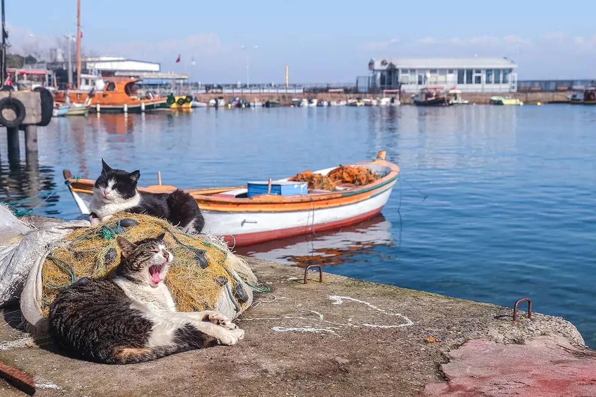 Blog Image - Cats of Cihangir and Moda