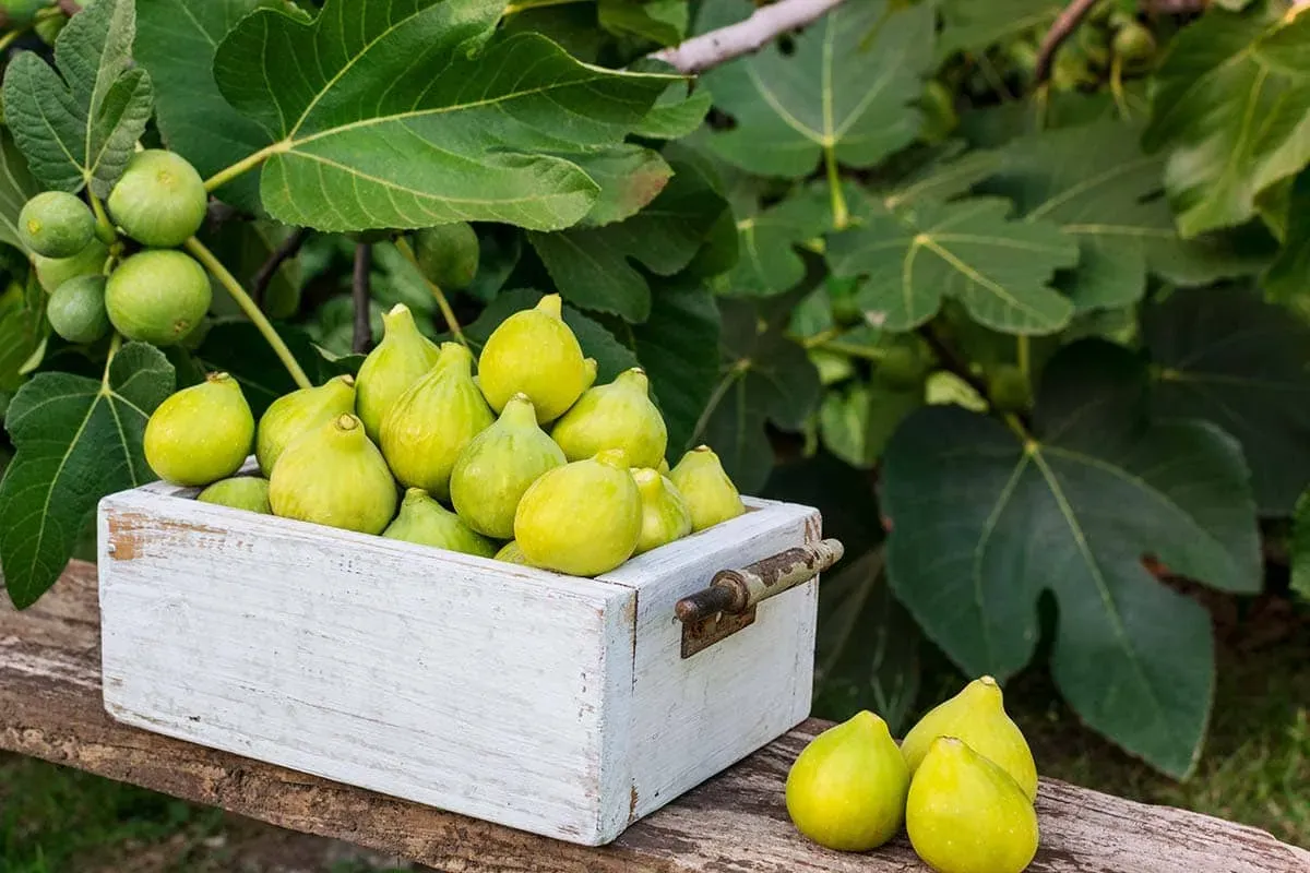 Blog Image - 2. Aydın’s Figs