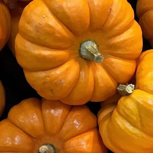 Meta Image - Traditional Turkish Pumpkin Recipes For The Fall Season!