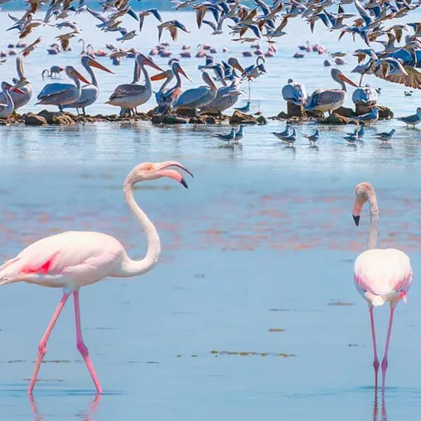 10 Best Spots to Go Birdwatching in Türkiye