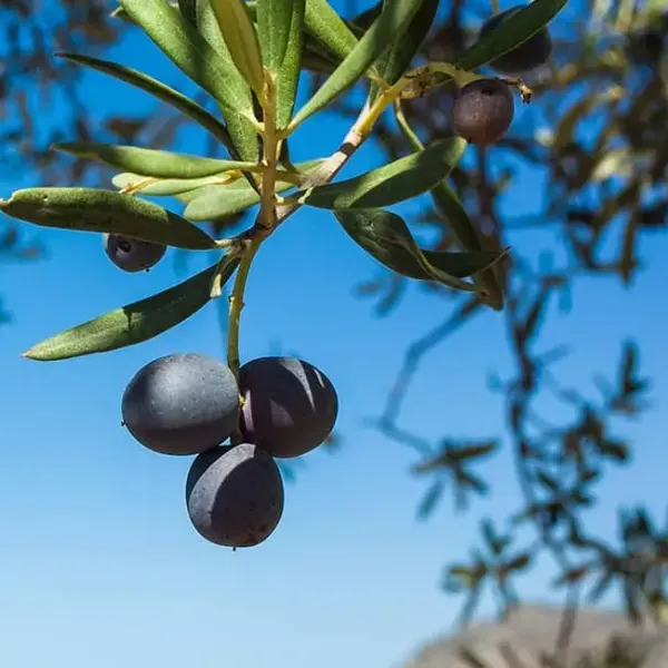 Meta Image - Gastro Routes: The Mediterranean Region