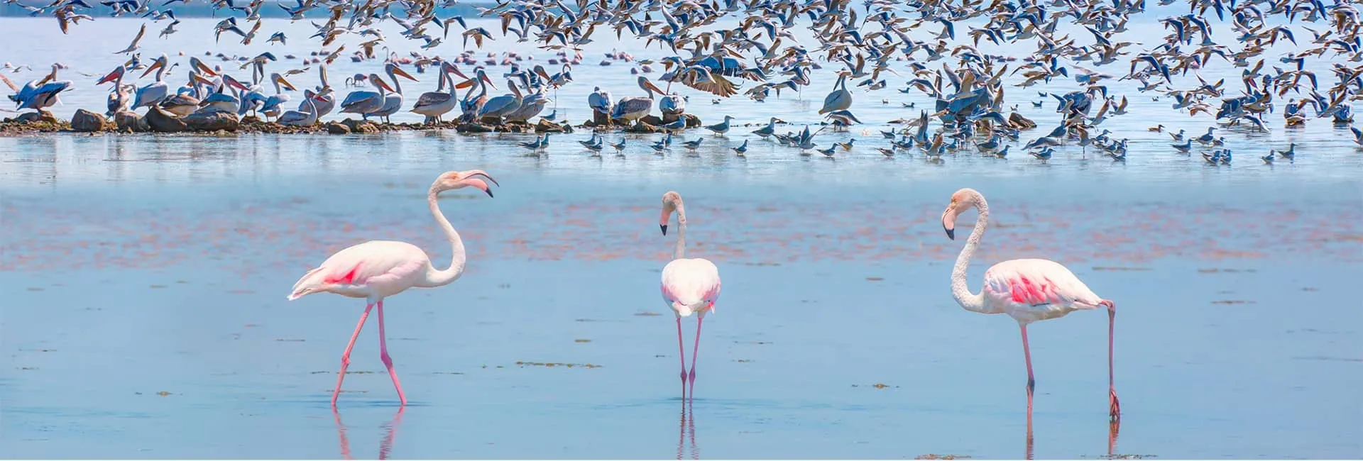 Hero Image - 10 Best Spots to Go Birdwatching in Türkiye