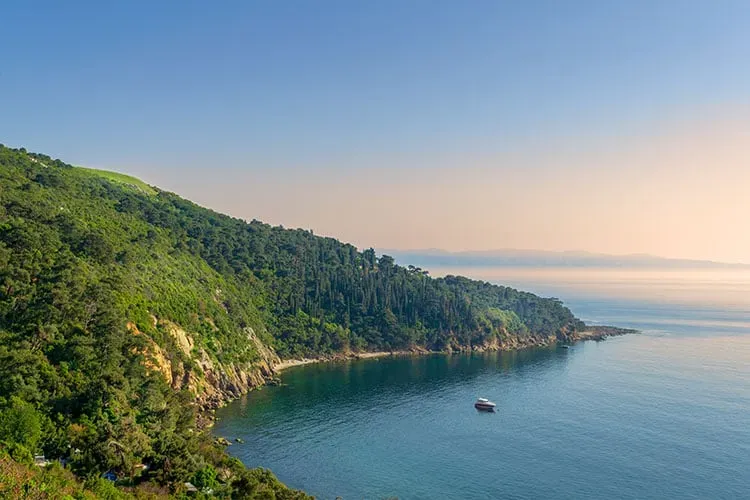 Blog Image - Princes’ Islands, mimosas and Judas trees