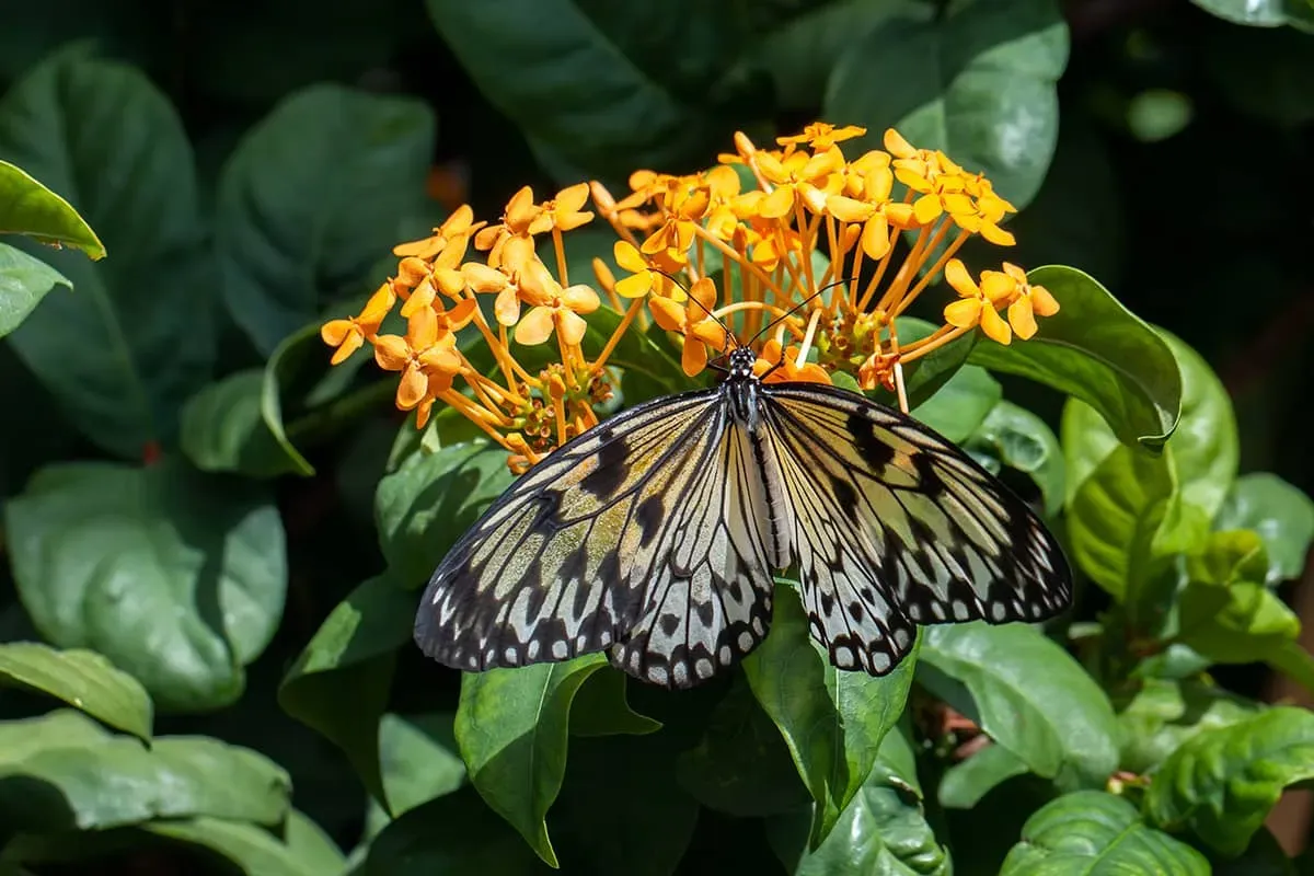 Blog Image - Exploring Kelebekler Vadisi: More than Butterflies