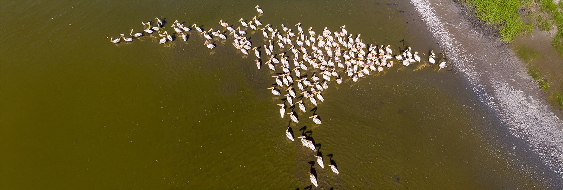Hero Image - Manyas Bird Paradise: Discover the Unique Birdwatching Haven in Türkiye