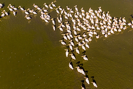 Meta Image - Manyas Bird Paradise: Discover the Unique Birdwatching Haven in Türkiye