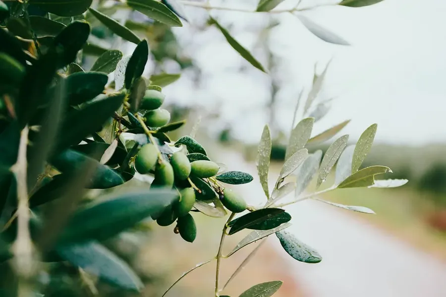 Blog Image - The Myth of the First Olive Tree