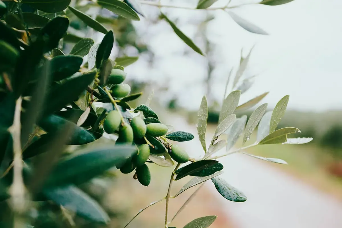 Blog Image - The Myth of the First Olive Tree