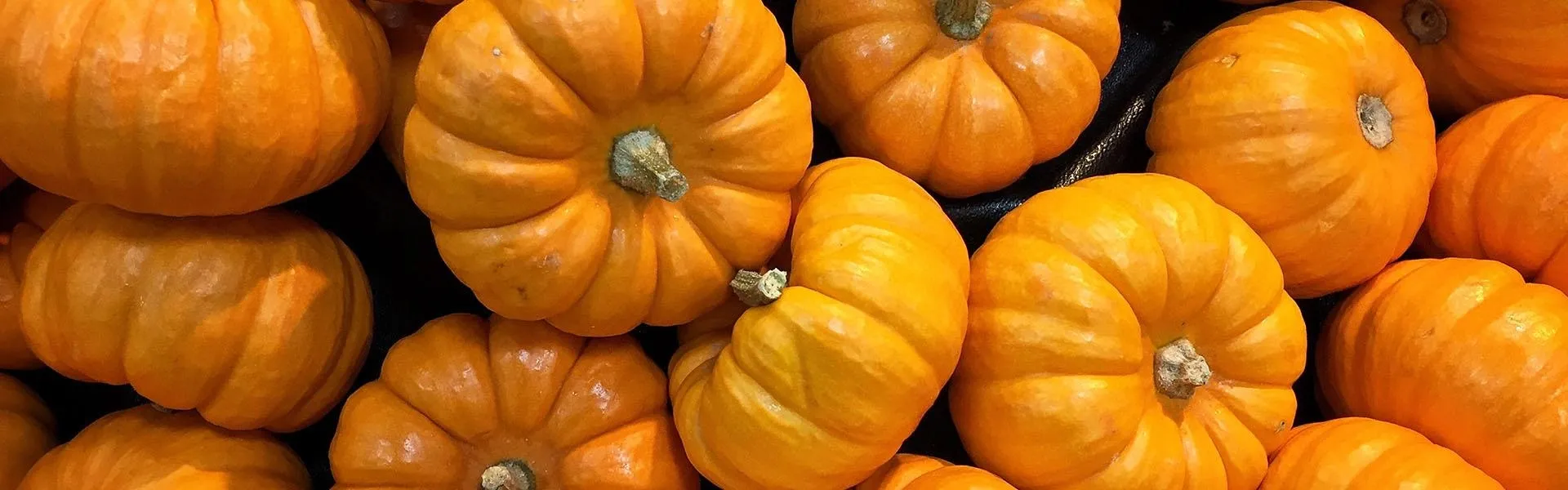 Hero Image - Traditional Turkish Pumpkin Recipes For The Fall Season!
