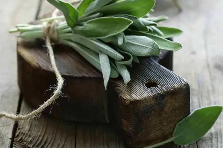 Blog Image - Delicious Green Festivals