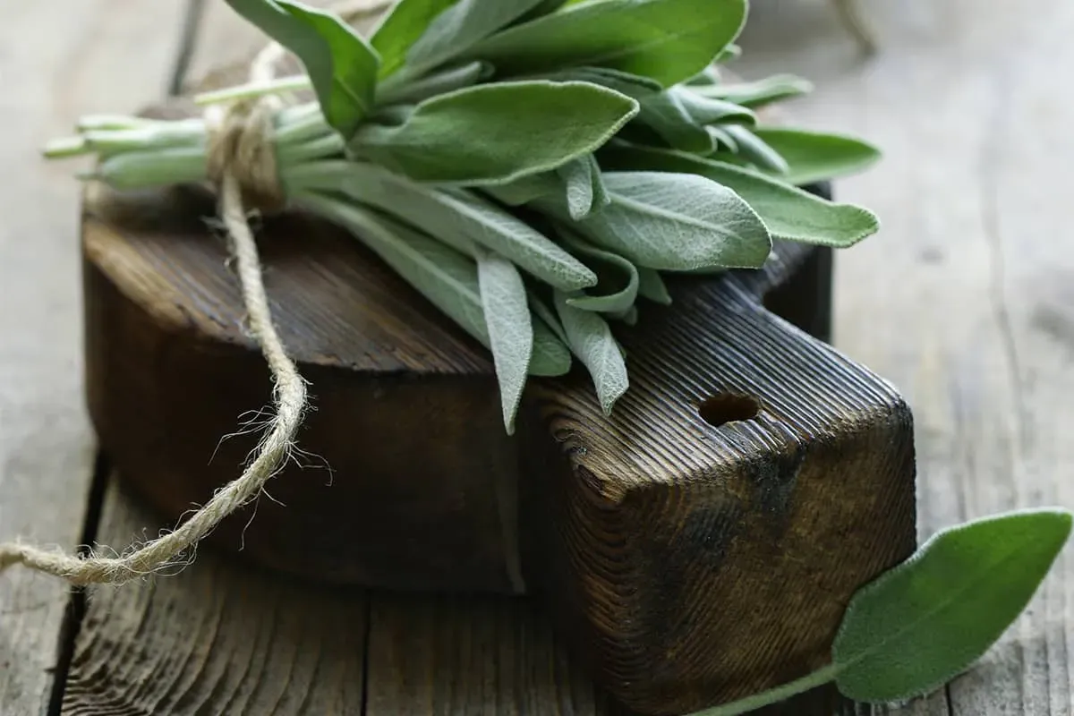 Blog Image - Delicious Green Festivals