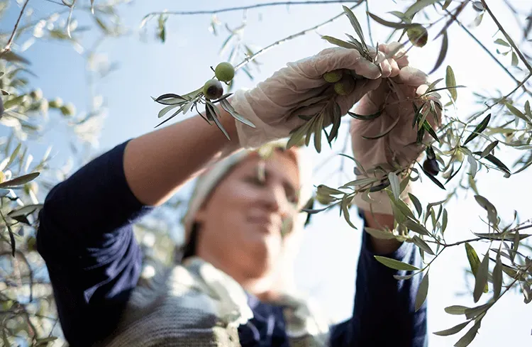Blog Image - Turkish Olives and Olive Oils