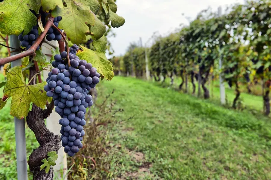 Blog Image - The Guardians of Tradition: Wineries Preserving Cappadocia's Winemaking Heritage
