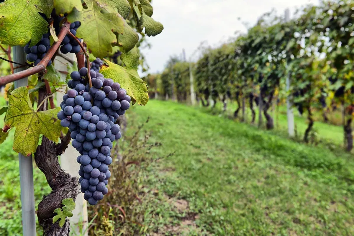 Blog Image - The Guardians of Tradition: Wineries Preserving Cappadocia's Winemaking Heritage