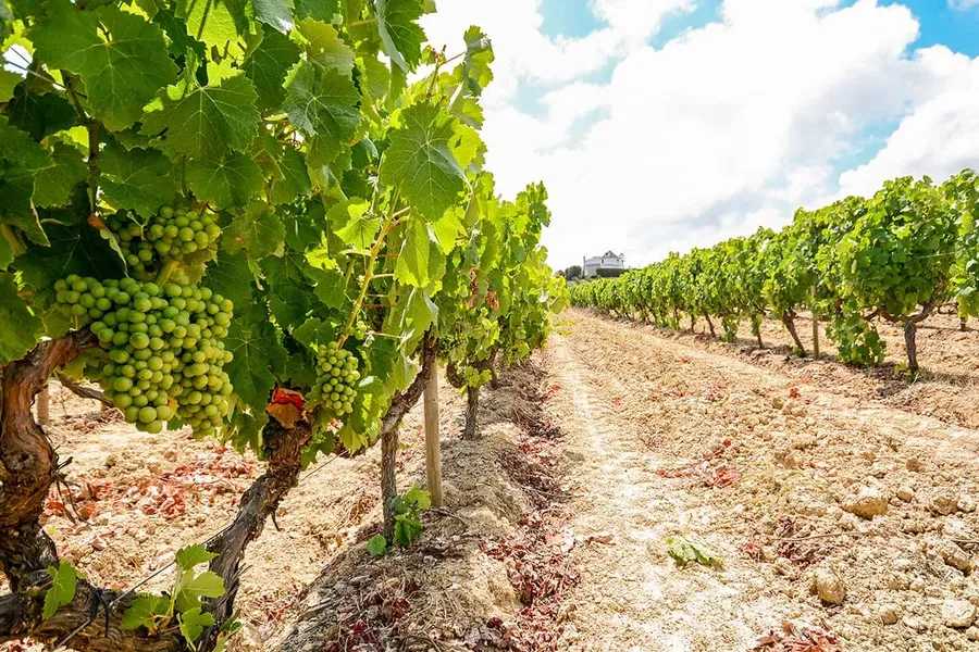Blog Image - Turasan Winery
