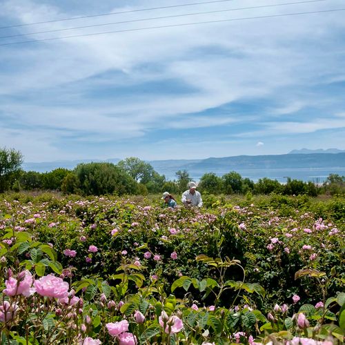 Rose Gardens