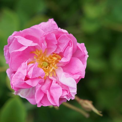 Rose Gardens