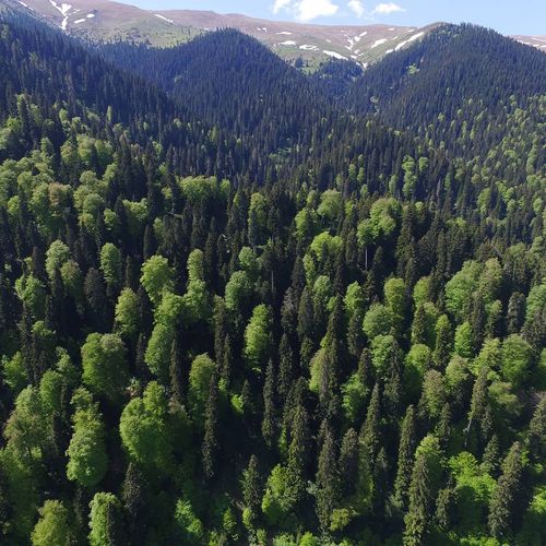 Örümcek Forests