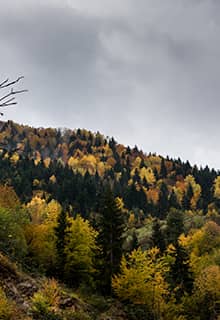 Ліси Орюмджек